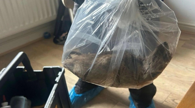 Evde 55 cm’lik dev fare yakalandı! Halk ayağa kalktı, şehirde alarm verildi