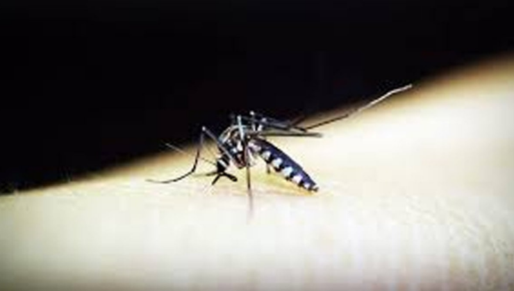 Chikungunya virüsünde patlama: Vaka sayısı 7 bini aştı