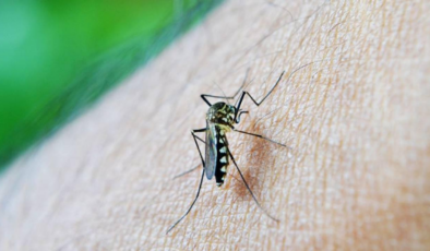 Çin'in Foşan kentinde sivrisinek kaynaklı chikungunya virüsü vaka sayısı 7 bini geçti