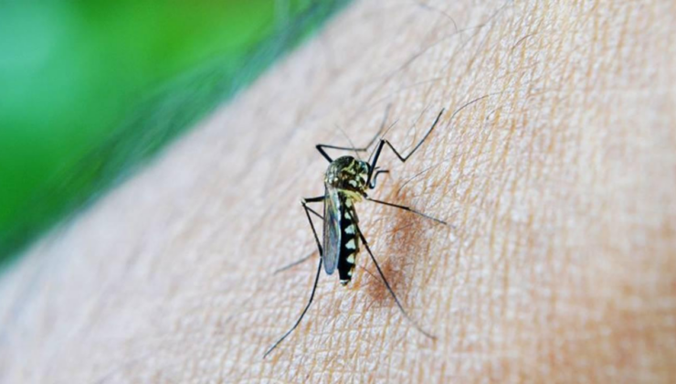 Çin'in Foşan kentinde sivrisinek kaynaklı chikungunya virüsü vaka sayısı 7 bini geçti