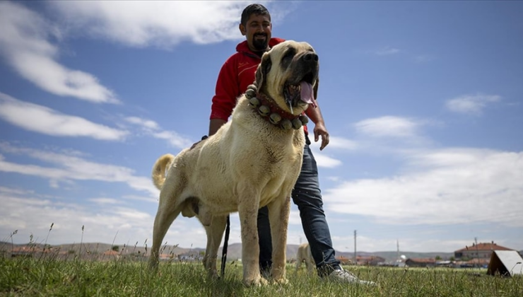 Çoban köpeklerine çip takılacak