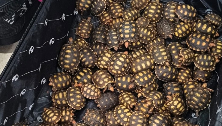 Bir yolcunun valizinden 600 tanesi çıktı: Polisler gözlerine inanamadı