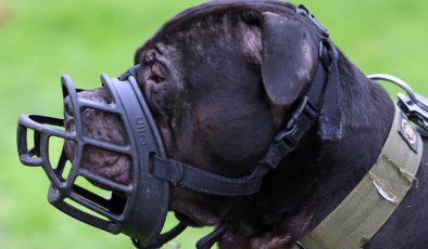 Yedi yaşındaki çocuk evin köpeği tarafından saldırıya uğradı