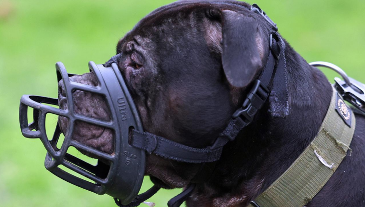 Yedi yaşındaki çocuk evin köpeği tarafından saldırıya uğradı