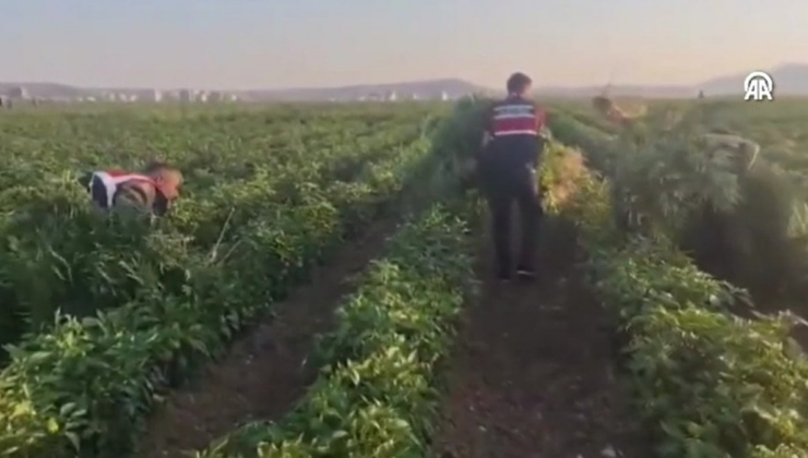 Ankara'da jandarma harekete geçti: Uyuşturucu operasyonunda 2 kişi yakalandı