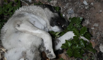 Bir ölü köpekler vakası daha!