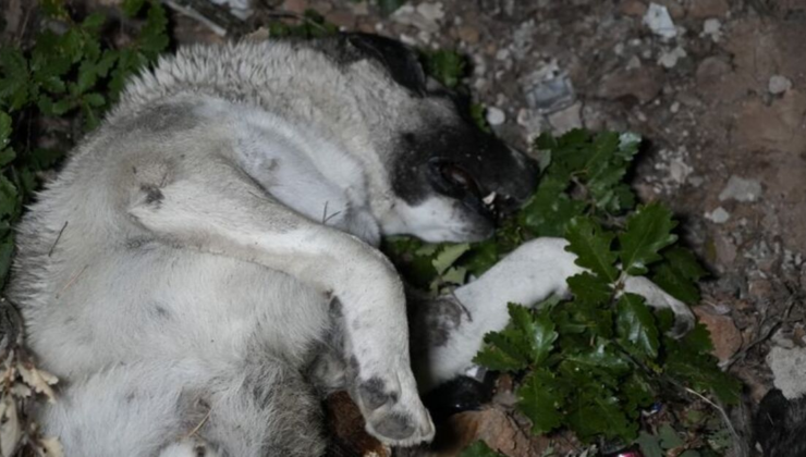 Bir ölü köpekler vakası daha!