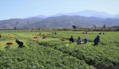 DMM: Mevsimlik tarım işçilerine sağlanan destekler artırıldı