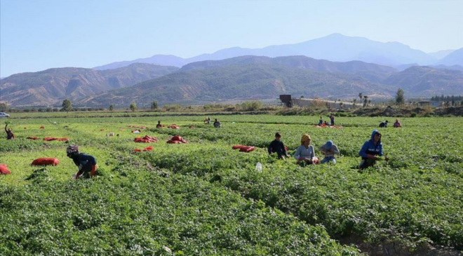 DMM: Mevsimlik tarım işçilerine sağlanan destekler artırıldı