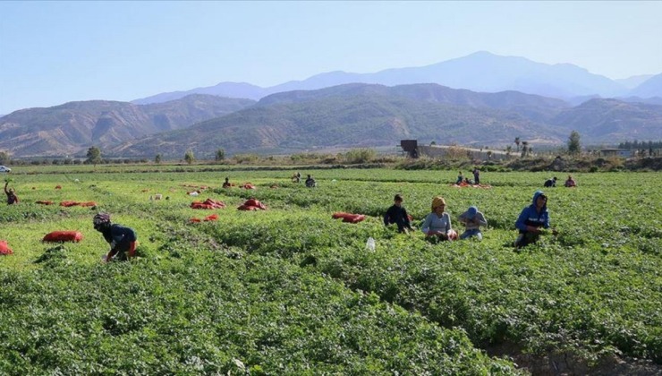 DMM: Mevsimlik tarım işçilerine sağlanan destekler artırıldı