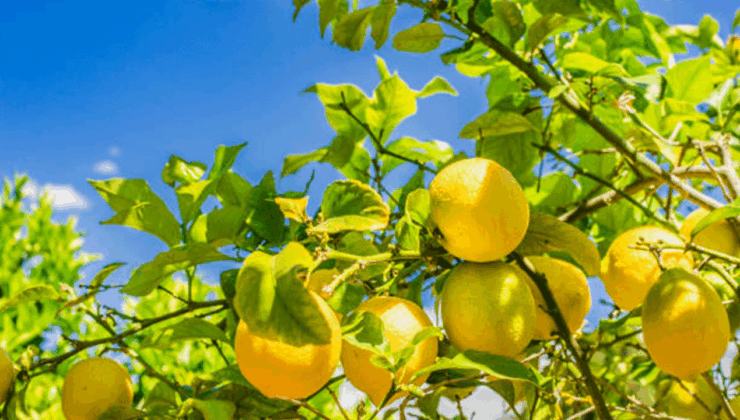 Adana'da limon hasadı başladı! 380 bin ton rekolte bekleniyor