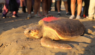 Akdeniz'in gezgini yıllar sonra döndü! Caretta Caretta 'Tuba'ya yeniden takip cihazı takıldı