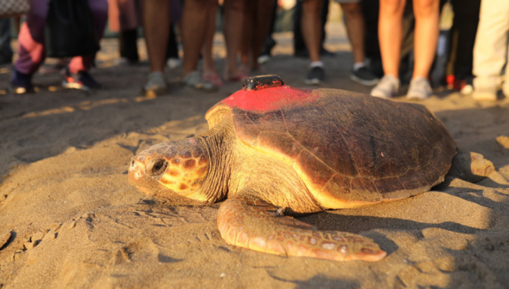 Akdeniz'in gezgini yıllar sonra döndü! Caretta Caretta 'Tuba'ya yeniden takip cihazı takıldı