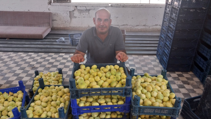 Mersin'de incir fiyatları üreticinin yüzünü güldürüyor