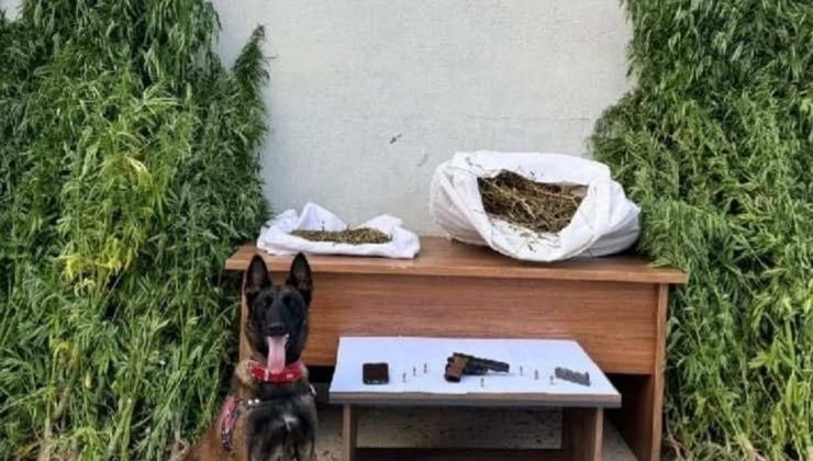 Erzincan'da uyuşturucu operasyonu: 204 kök kenevir bitkisi ele geçirildi