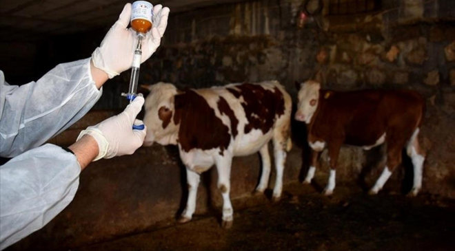 Ardahan'da şap alarmı! Hayvanlar izole bölgelerde gömülecek