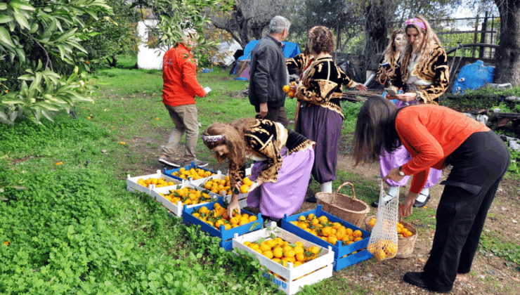 Ege Bölgesi Narenciye Rekoltesi 449 bin ton