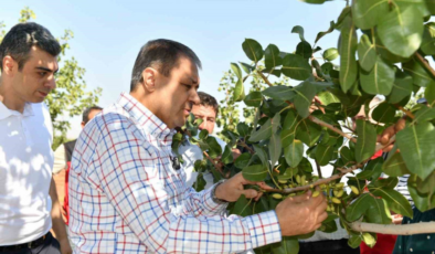 Şanlıurfa’da boz fıstık hasadı zamanı!