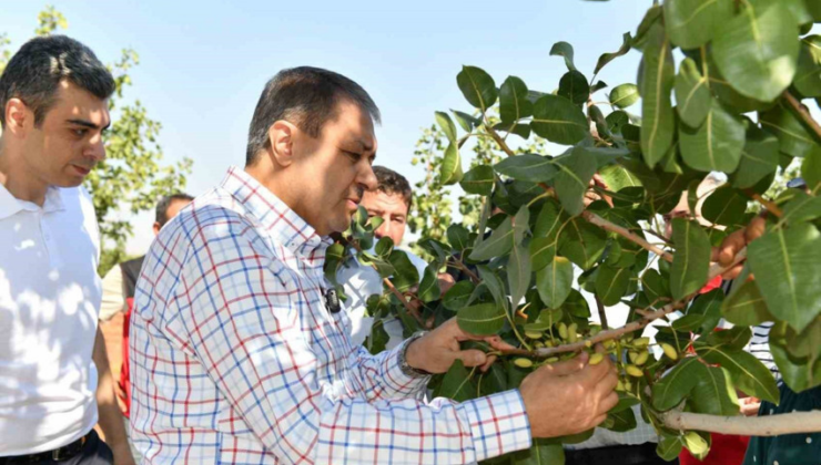 Şanlıurfa’da boz fıstık hasadı zamanı!