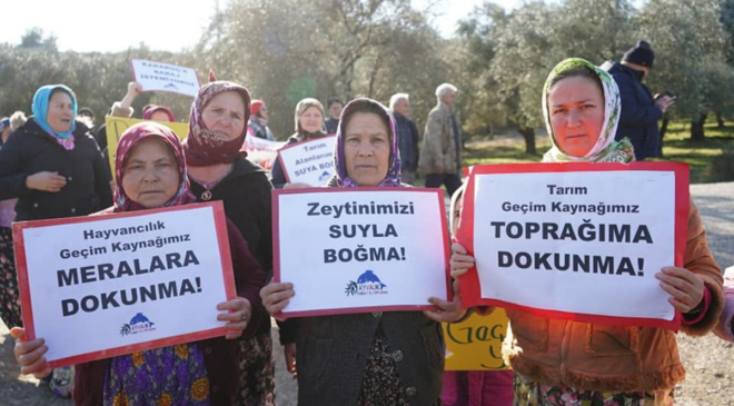 Zeytin ağaçlarımızı profesörler katledecek