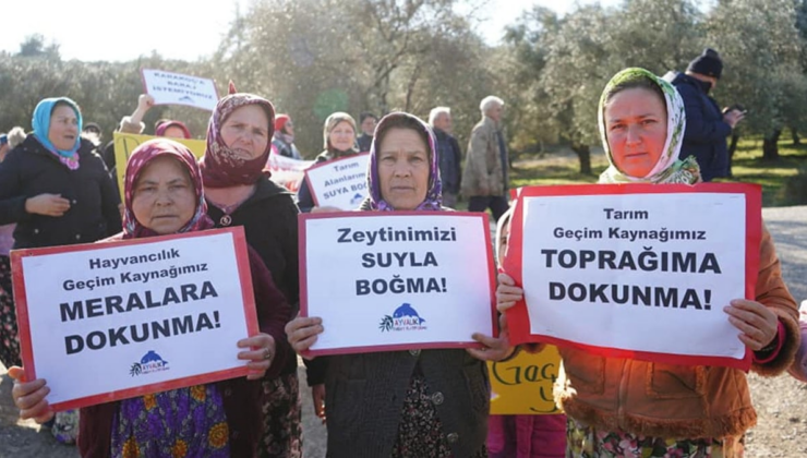 Zeytin ağaçlarımızı profesörler katledecek