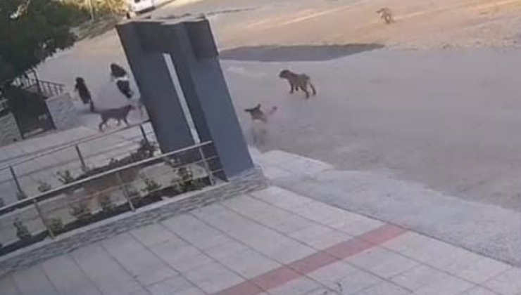 Bursa'da başıboş köpekler yolda yürüyen iki kişiye saldırdı