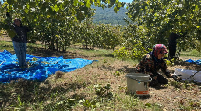 Alaplı’da fındık hasadı başladı: Tırpan ücretleri 7 bin TL’ye dayandı