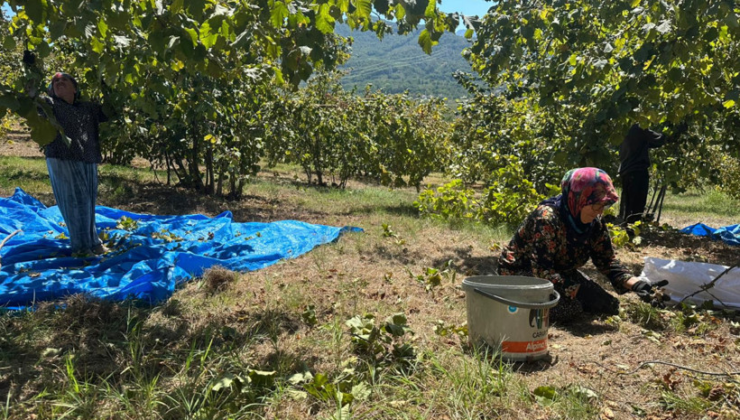Alaplı’da fındık hasadı başladı: Tırpan ücretleri 7 bin TL’ye dayandı