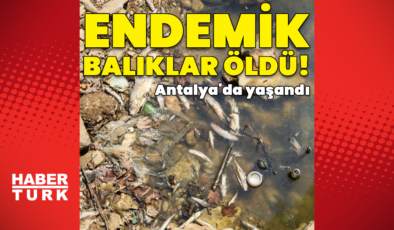 Su seviyesi düştü, endemik balıklar öldü!