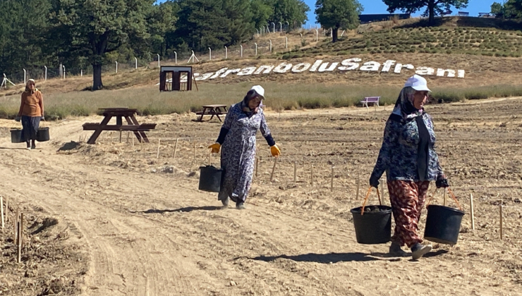 Kilosu 450 Bin TL! Ekimi resmen başladı
