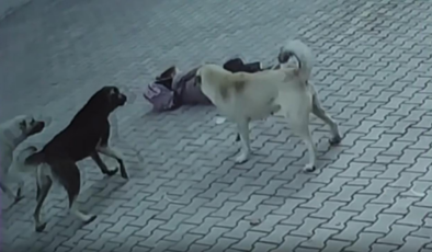 5 yaşındaki çocuk babasının yanında başıboş köpeklerin saldırısına uğradı