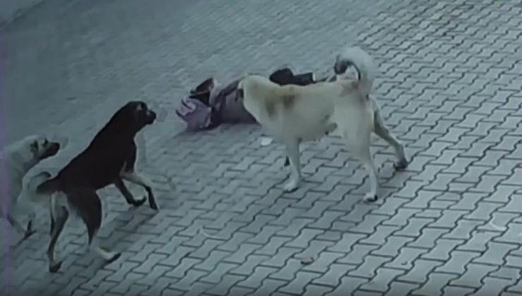 5 yaşındaki çocuk babasının yanında başıboş köpeklerin saldırısına uğradı