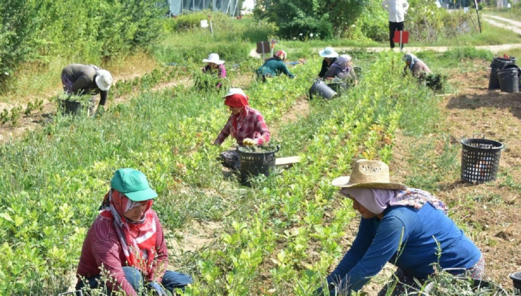 Türkiyenin tarım envanteri çıkarılıyor: 450 bin çiftçi sisteme işlendi