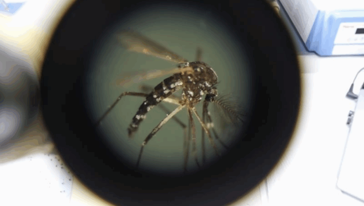 Chikungunya nedir, belirtileri neler? Chikungunya vaka sayısı ve ölüm sayısı kaç oldu? Türkiye'de var mı?