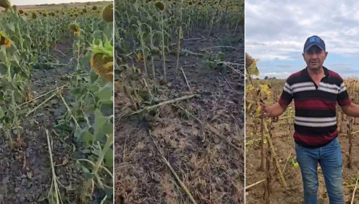 Kuraklığın üstüne bir darbe de domuzlardan: Maddi ve manevi yıprandık