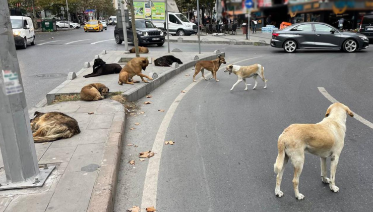 İstanbul Valiliği'nden sahipsiz sokak hayvanlarının toplatılması kararı