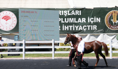 TİGEM, 58 tayın satışından 25 milyon lira gelir elde etti