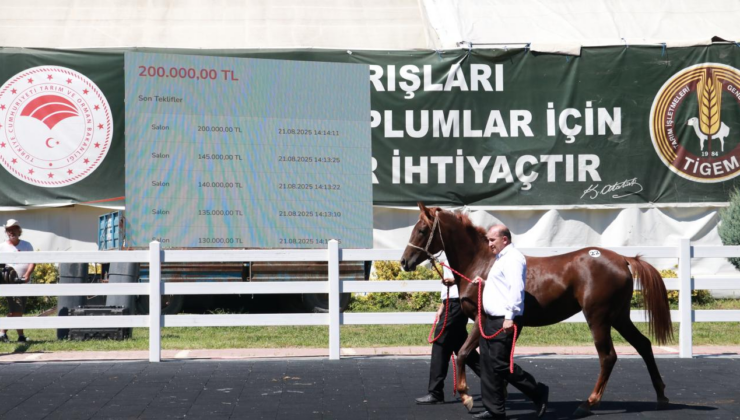 TİGEM, 58 tayın satışından 25 milyon lira gelir elde etti