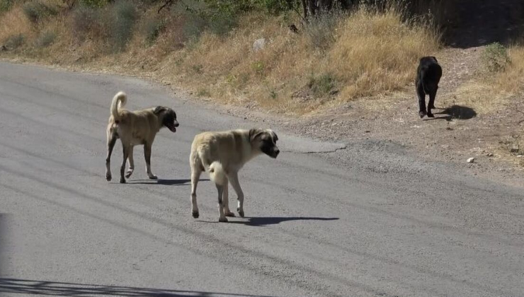 Sahipsiz köpeklerden kaçarken otomobil çarptı!