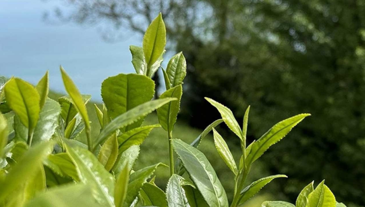 ÇAYKUR'da ikinci sürgün yaş çay alımları tamamlandı: Tarihin en yüksek ikinci sürgünü oldu!