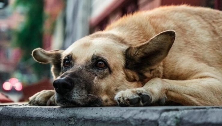 Korkunç iddia: Barınakta köpek boğularak öldürüldü