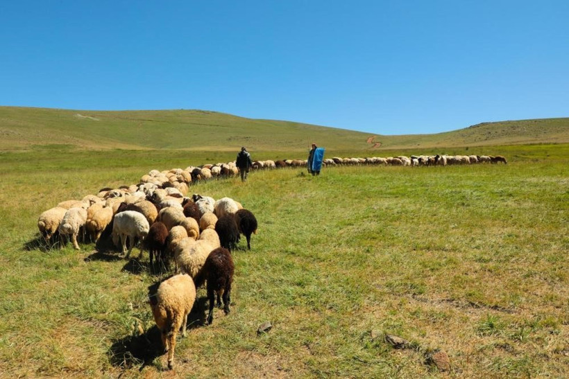 2025 buzağı, malak, kuzu ve oğlak desteği başvuruları başladı - Resim : 1