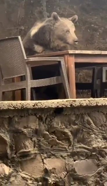 Lokantaya giren ayı masaya oturup servis bekledi! Görüntüler şaşkınlık yarattı - Resim : 1