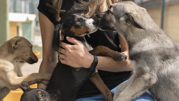 Köpeğiyle tatile gelen vergi