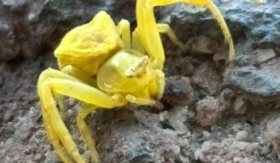 Sarı yengeç örümceğini gören bir daha baktı