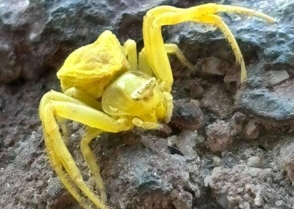 Sarı yengeç örümceğini gören bir daha baktı