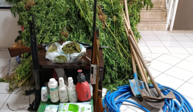 Ormanda Hint keneviri yetiştirirken yakalandı