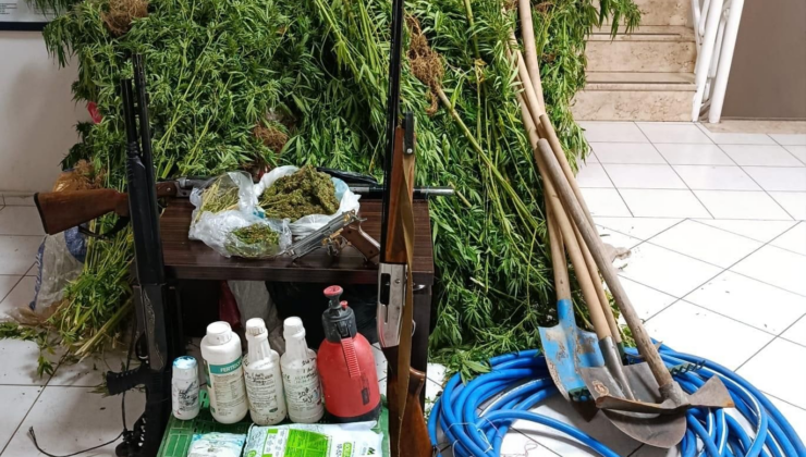 Ormanda Hint keneviri yetiştirirken yakalandı