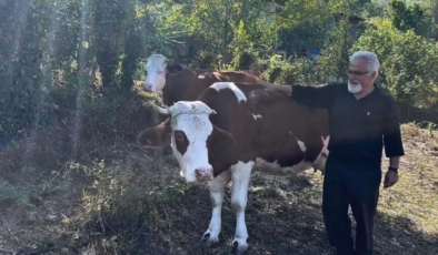 Kastamonu'da Süt sığırcılığı yapan ailelere destek