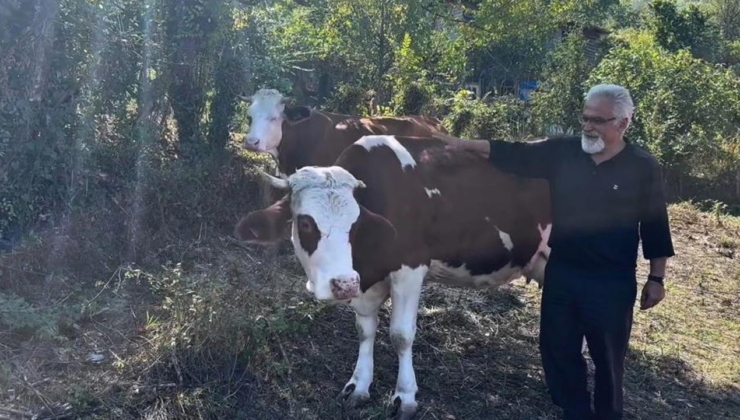 Kastamonu'da Süt sığırcılığı yapan ailelere destek